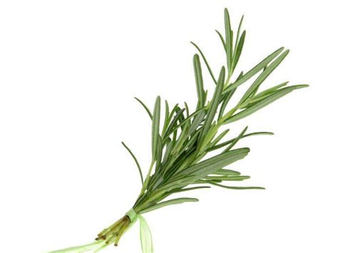 bfmazzeo: Fresh Rosemary