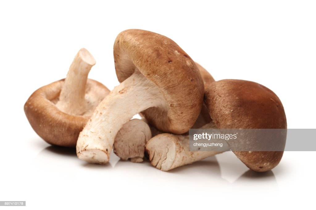 SHITAKEページ bfmazzeo: Mushroom, Shittake
