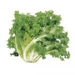 Endive / Chicory