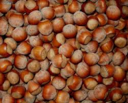 Filberts