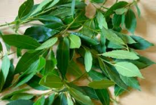 Fresh Bay Leaves