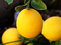 Lemons Meyer