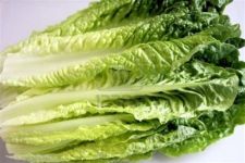 Romaine, Organic