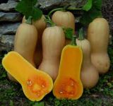 Squash, Butternut