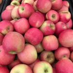 Apples