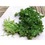 Cilantro, Organic