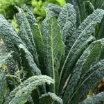 Kale, Lacinato