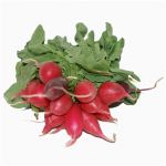 Radish, Bunched