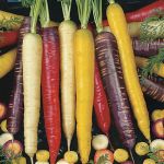 Rainbow Bunch Carrots