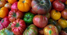 Tomatoes Heirloom