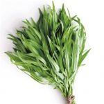 Herb, Tarragon