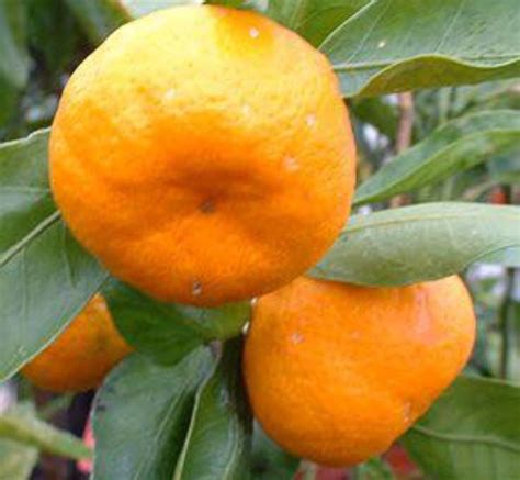Citrus