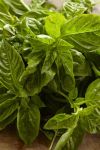 Cleaned Basil
