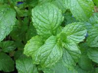 Fresh Mint