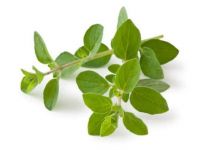 Fresh Oregano