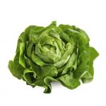 Lettuce, Boston