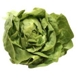 Boston Lettuce