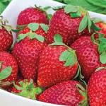 Strawberries Pint