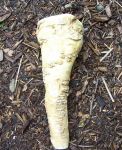 Horseradish Root