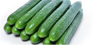 Cucumber, Seedless