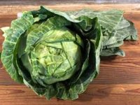 Cabbage, Green