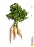 Fresh Parsnip