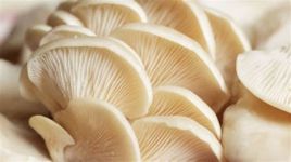 Mushroom, Oyster