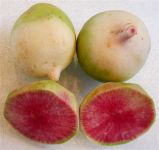 Radish, Watermelo