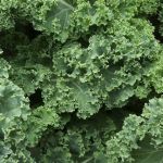 Kale, Green