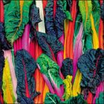 Organic Rainbow Swiss Chard