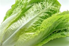 Lettuce, Romaine