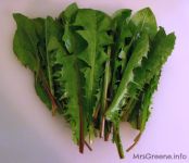 DANDELION bu