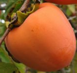 Persimmons