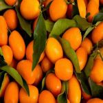 Kumquats