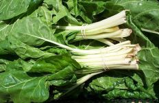 Chard, Swiss