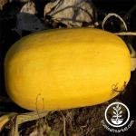 Squash, Spaghetti