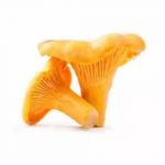 Mushroom, Chanterelle