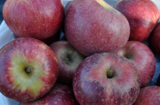 Apples, Winesap